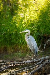 Fototapeta premium USA, Washington State, Ridgefield National Wildlife Refuge, Great Blue Heron (Ardea herodias).