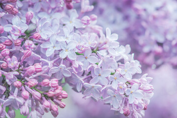 USA, Washington State, Seattle. Kubota Garden, lilac close-up.