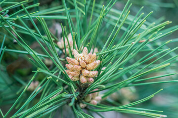 USA, Washington State, Seattle. Kubota Garden, pine needles close-up.