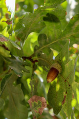An acorn hanging on a branch of an oak tree