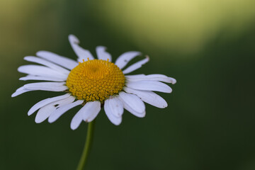 Closeup of camomile flower. Shallow focus depth on center of flower. 