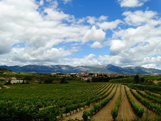 Fototapeta na wymiar Vineyard and mountains in La Rioja