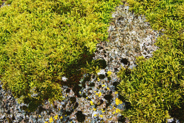 green moss on the stone