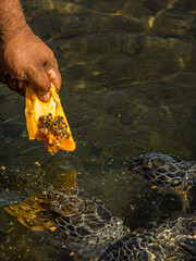 A man feeds a green sea turtle (Chelonia mydas) with papaya. Chelonia mydas also known as the black...