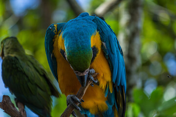 A macao parrot sits on a branch and cleans its beak with its paw. The Ara ararauna (blue-and-yellow or blue-and-gold macaw) lives in the forest, woodland and savannah of tropical South America.