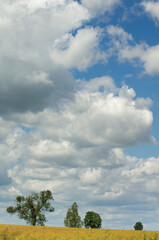 Trees in a field against a blue cloudy sky.