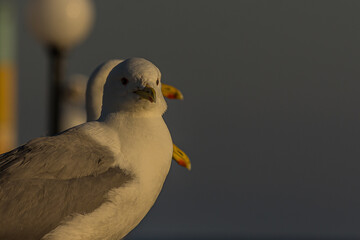 Portrait of a gull or seagull standing on a seaside railing at golden hour near the ocean at sunset or sunrise. It's Caspian gull (Larus cachinnans) nesting in the Black and Caspian Seas.
