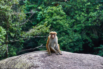 Monkey on the rocks in the forest