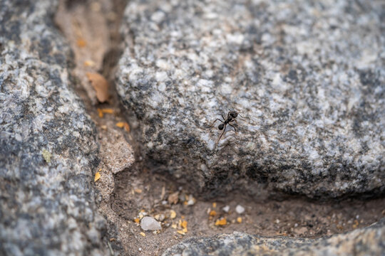 Ant On A Rocky Surface