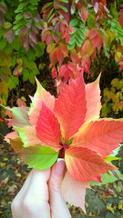 Bouquet of bright autumnal leaves colored by yellow, red and green color holding in woman hand. Closeup view of textured leaves as background. Autumnal mood, vertical photo. Early autumn, fall October