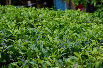 Tea plantations in Sri Lanka highlands, bushes close up