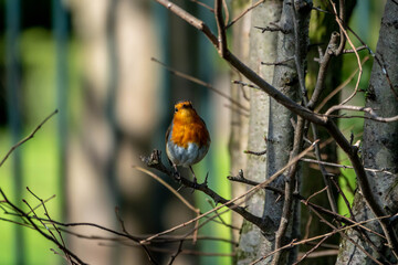 Robin