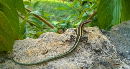 Wildlife portrait of rare sand lizard (Lacerta agilis) with yellow stripes on the back warming up on the rock among fresh greenery in the sunny day. Reptile sunbathing on the stone, peaceful and calm