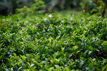 Tea plantations in Sri Lanka highlands, bushes close up