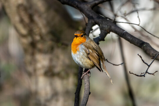 Robin