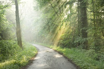 Pathway in a majestic green deciduous forest. Natural tunnel. Mighty tree silhouettes. Fog,...