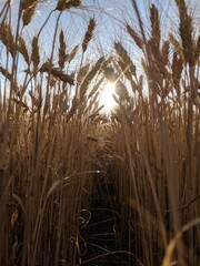 wheat in the sun
