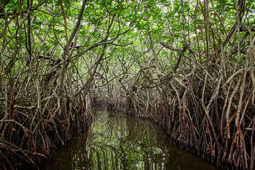 Swamp trees, mangrove forest in Sri Lanka swamp
