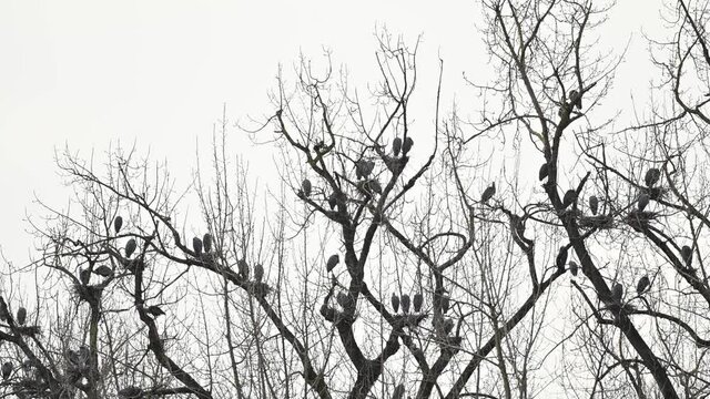 Silhouette image of colony of Great blue herons (Adrea herodias) nesting on the tree tops by the river in British Columbia, Canada