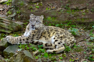 Naklejka na ściany i meble snow leopard cub