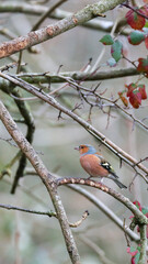 Male bullfinch on bare winter branches.