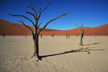 Fototapeta na wymiar Abgestorbener Kameldornbaum (vachellia erioloba) im Dead Vlei (Namib-Naukluft Nationalpark in Namibia).