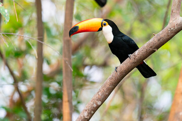 The Toco Toucan (Ramphastos toco)