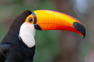 The Toco Toucan (Ramphastos toco)
