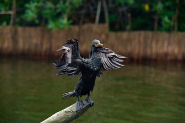 The Indian Cormorant (Phalacrocorax fuscicollis) - black diving srilankan bird spreading his wings drying 