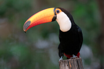 The Toco Toucan (Ramphastos toco)