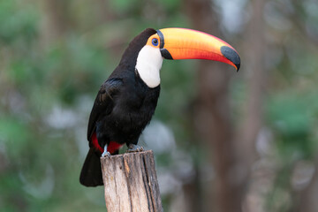 The Toco Toucan (Ramphastos toco)