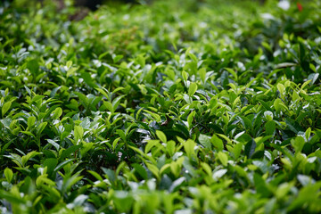 Fototapeta na wymiar Natural tea plantations in Sri Lanka highlands