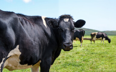Obraz na płótnie Canvas Vaca a olhar para trás. Prado de uma quinta de vacas leiteiras da raça Holstein.