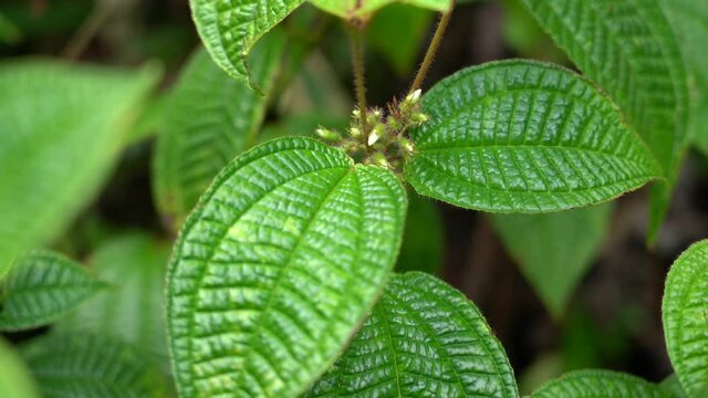 Plants at Manoa Cliff Trail，Honolulu, Oahu, Hawaii forest
Clidemia hirta, commonly called soapbush or Koster's curse, is a perennial shrub. It is an invasive plant species in many tropical regions 
