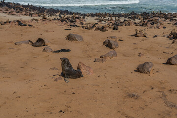 Colony of fur seals at Cape Cross at the skelett coastline of Namibia at the Atlantic Ocean