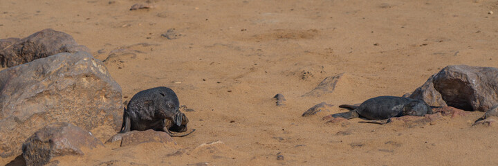 Fur seals babys lie on sand at Cape Cross at the skelett coast of Namibia, panorama