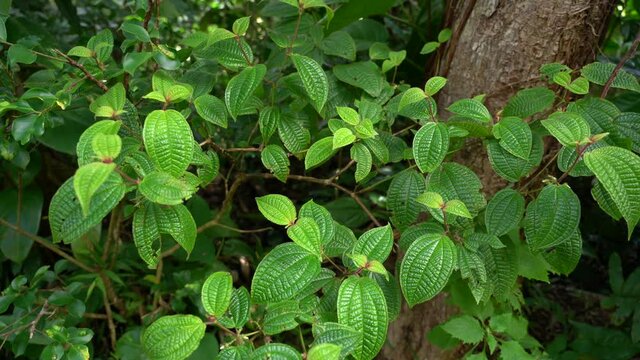 Plants at Manoa Cliff Trail，Honolulu, Oahu, Hawaii forest
Clidemia hirta, commonly called soapbush or Koster's curse, is a perennial shrub. It is an invasive plant species in many tropical regions 