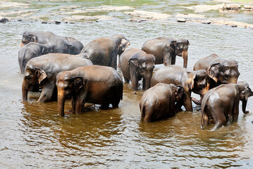 Elephants bathing and swimming in orphanage zoo Sri-Lanka