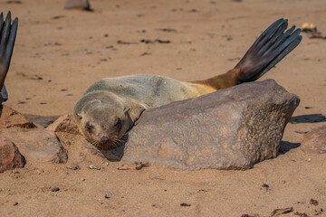 Colony of fur seals at Cape Cross at the skelett coastline of Namibia at the Atlantic Ocean