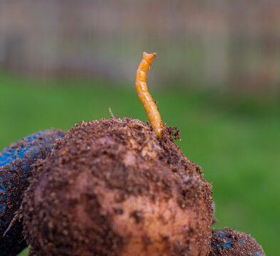 Insect pest wireworm. Parasitic worms, beetle larvae. They feed on agricultural crops.