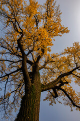 tree in Suzhou Garden