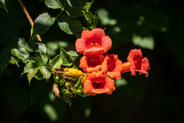 Red flowers of Campsis grandiflora along the street in blossoming during summer on dark background.