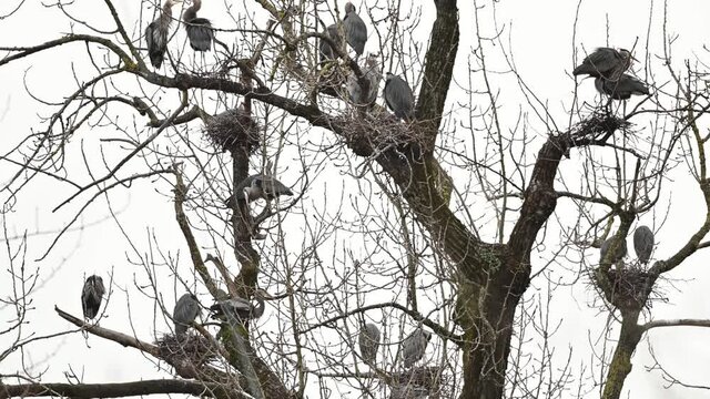 Silhouette image of colony of Great blue herons (Adrea herodias) nesting on the tree tops by the river in British Columbia, Canada