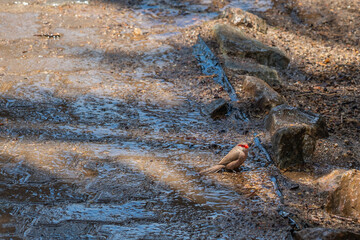Common Waxbill having a drink in the shade at Swakopmund, Namibia