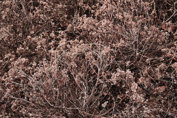 background of small brown dry flowers