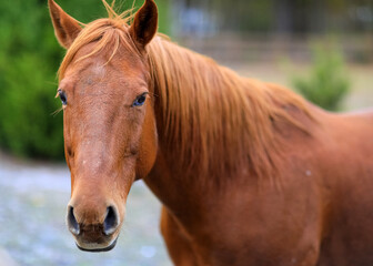 Fototapeta premium portrait of a horse