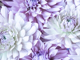 USA, Washington State, Sammamish Dahlia flower design and patterns