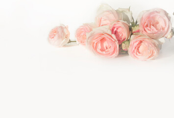 Sweet colored pink roses in a soft style for the background . Valentine's day, wedding, mother's day, romantic concept