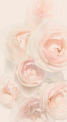 Sweet colored pink roses in a soft style for the background . Valentine's day, wedding, mother's day, romantic concept