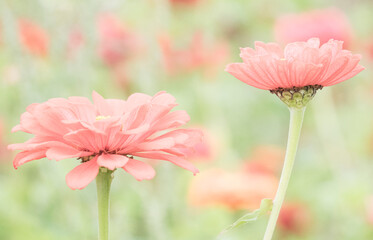 USA, Washington State, Oakville, Pacific Northwest zinnia flower